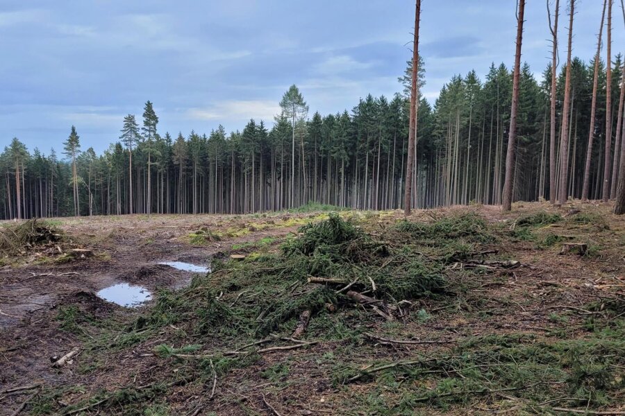 Wälder im Vogtland in Gefahr: Forstleute verzeichnen Rekordmenge an Schadholz - Aus einem nicht erkannten Käferbaum kann innerhalb eines Jahres ein ganzer Hektar Wald vom Borkenkäfer befallen werden und absterben.