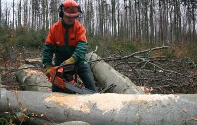 Wald-Inventur attestiert vorbildliche Arbeit - 
              <p class="artikelinhalt">René Drechsel ist einer von drei Waldarbeitern der Pfaffrodaer Forstbetriebsgemeinschaft. </p>
            