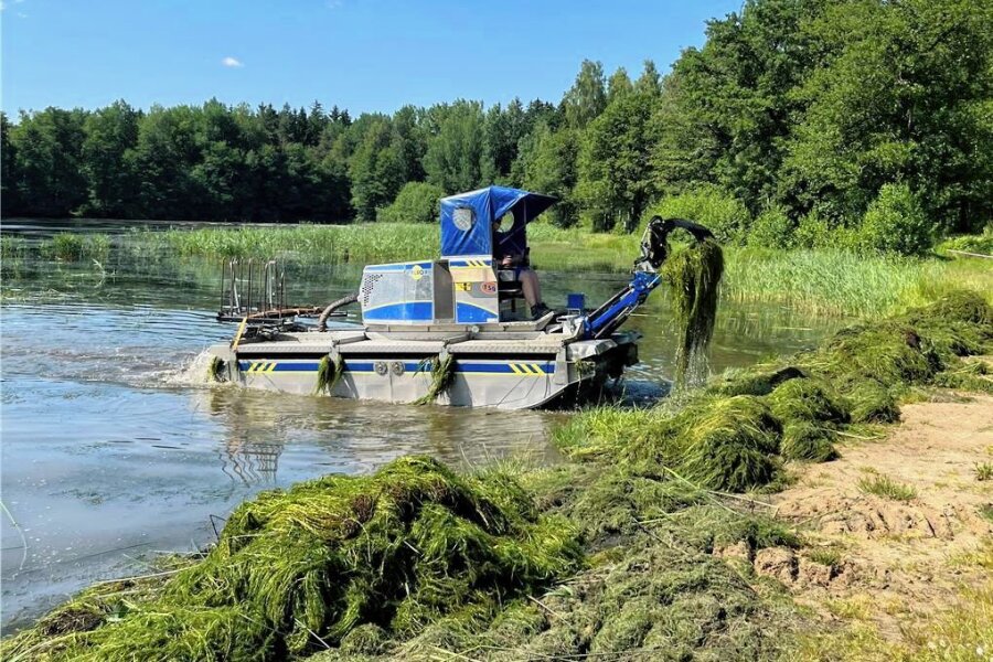 Waldbad Freiberg: Amphibienfahrzeuge gegen grüne Plage - Die Schlingpflanzen im Waldbad werden durch ein Spezial-Amphibienfahrzeug entfernt.