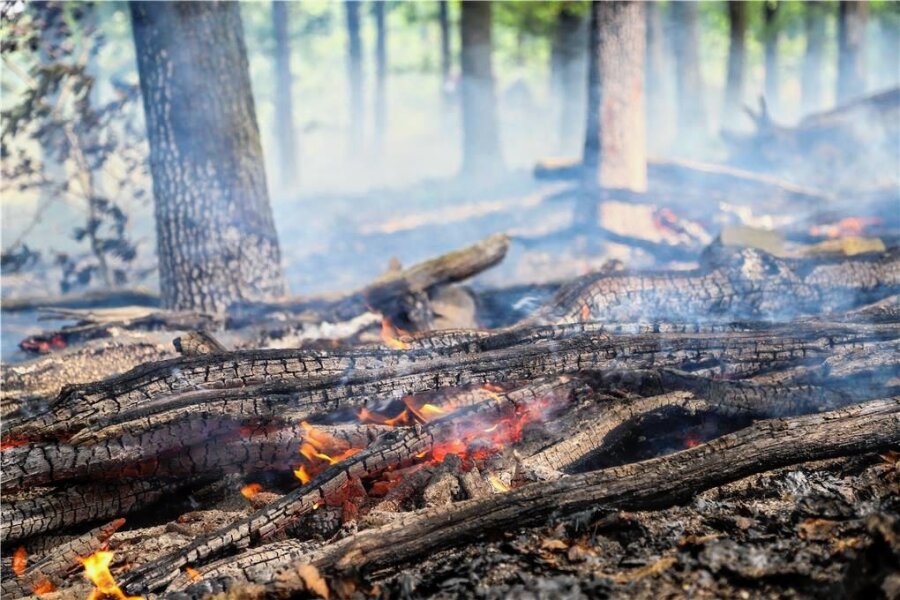 Waldbrände im Erzgebirge: Wie real ist die Gefahr? - In einem Wald bei Aue hat es vor wenigen Tagen gebrannt. 