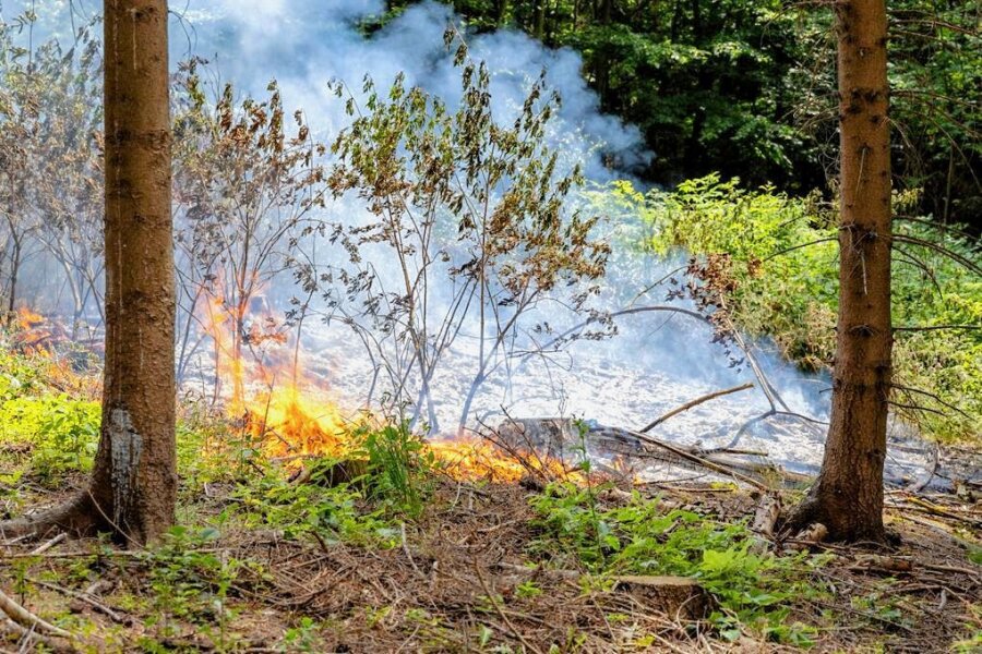 Waldbrandgefahr: Zweithöchste Warnstufe im Landkreis Zwickau erwartet - Die meisten Waldbrände werden von Menschen verursacht.