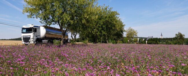 Bei Callenberg werden Flockenblumen angebaut. Diese und andere vermeintliche Unkräuter sind ein lukratives Nischenprodukt. 