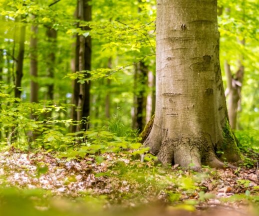 Für die Dauer von 99 Jahren sollen rund 20 Hektar des Schönbergschen Forstes zu einem Waldfriedhof umgewandelt werden. 