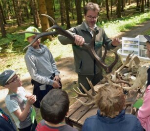 Waldjugendspiele: Schüler gehen auf Entdeckungstour - Forstmitarbeiter Michael Kisiel zeigt Kindern und Jugendlichen Jagdtrophäen. 