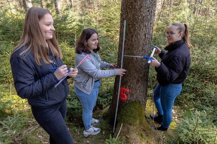 Alexandra Fertich, Pauline Nix und Alice Kleinwächter lernen an der Weinhold-Oberschule Reichenbach. Im Walderlebnisgarten Eich haben die Neuntklässler jüngst den Projekttag "Klimawandel und Nachhaltigkeit" absolviert. Dabei wurden auch Bäume vermessen.