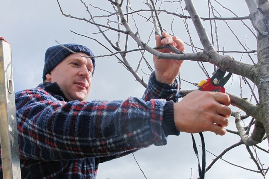 Waldkirchen - Das vogtländische Apfeldorf - Im Januar beginnt Pomologe Kai Geringswald mit dem Schneiden der Obstbäume. Er kennt im Ort nicht nur die Familien, sondern auch die Obstbäume. 