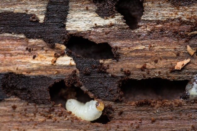 Ein Borkenkäfer bewegt sich in seinem Gangsystem unterhalb der Rinde. Die Larven der Käfer bohren sich durch den Baum und schlagen sich sozusagen die Bäuche voll. 