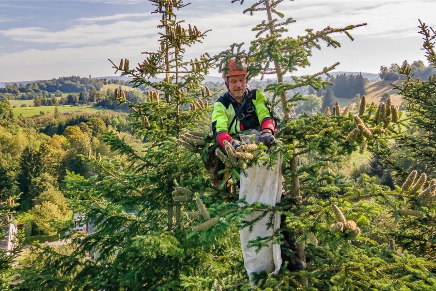 Waldumbau im Erzgebirge: Zapfen-Ernte bei Eibenstock in 20 Metern Höhe - Peter Hahn hat am Mittwoch Zapfen der Weißtanne aus einem Bestand in der Nähe von Eibenstock geerntet.