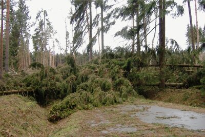Waldumbau im Zwickauer Landkreis: Orkan "Kyrill" hat auch Gutes getan - Kyrill hatte 2007 im Werdauer Wald mit den Bäumen Mikado gespielt. Zahlreiche Wege waren nicht passierbar. 