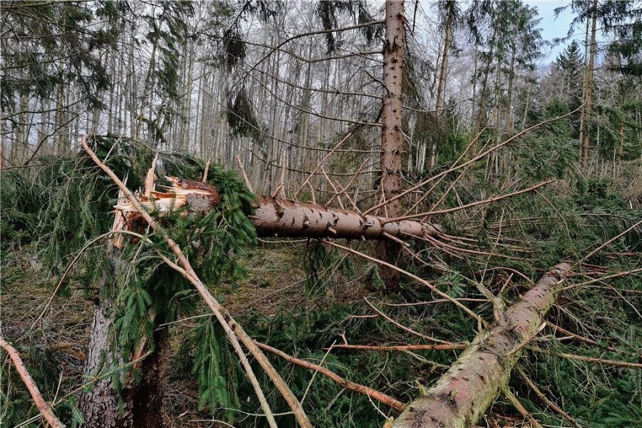 Waldwege im Vogtlandkreis bleiben wegen Unwetterwarnung weiter gesperrt - Bereits am Donnerstag hatte der Sturm im Vogtland (im Foto ein Gebiet am Burgteich bei Plauen) zahlreiche Bäume umgeknickt. 