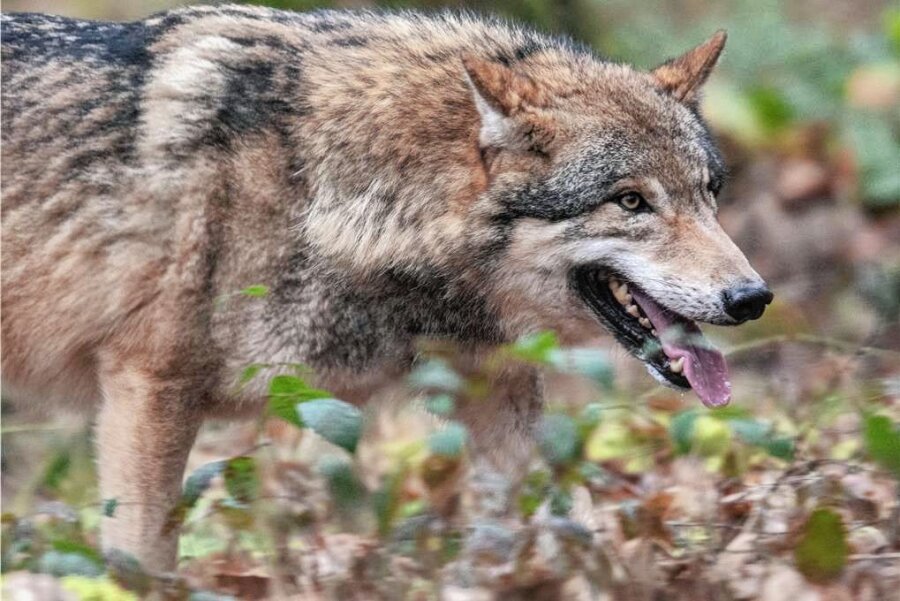War es ein Wolf? Gerissene Schafböcke geben in Schöneck Rätsel auf - Dieser Wolf lebt in einem Wildpark. Foto:Boris Roessler/dpa/Archiv