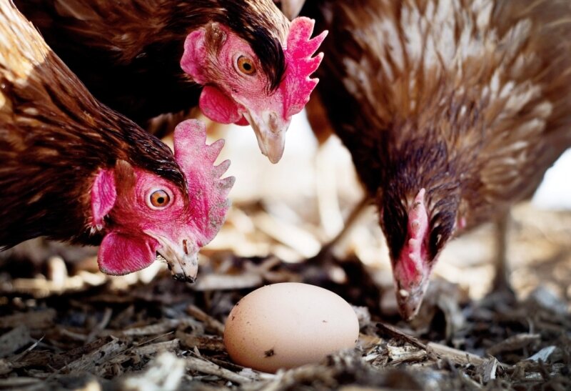 Warnung vor Giftspuren im Ei jetzt auch für Sachsen - Belastet oder nicht?
