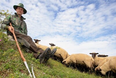 Warum 600 Schafe für Plauener Schutzgebiet unverzichtbar sind - Der Beruf ist sein Leben: Schäfer Michael Ulsamer mit seinem Schäferstab und den Schafen im Naturschutzgebiet Großer Weidenteich. Er trägt die Verantwortung für 600 Tiere.