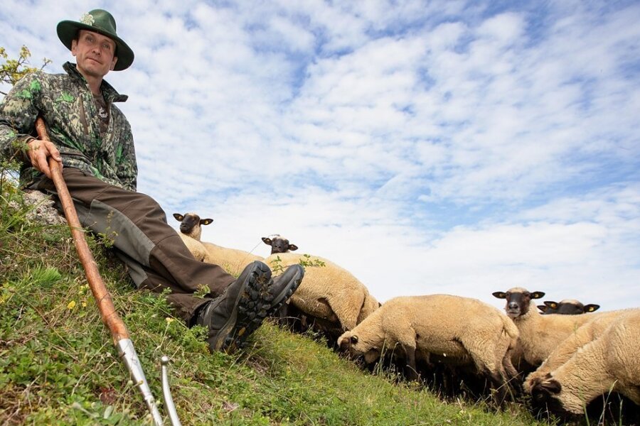 Der Beruf ist sein Leben: Schäfer Michael Ulsamer mit seinem Schäferstab und den Schafen im Naturschutzgebiet Großer Weidenteich. Er trägt die Verantwortung für 600 Tiere.