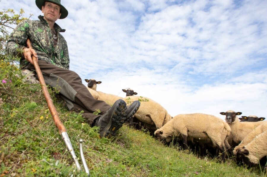 Warum 600 Schafe für Plauener Schutzgebiet unverzichtbar sind - Der Beruf ist sein Leben: Schäfer Michael Ulsamer mit seinem Schäferstab und den Schafen im Naturschutzgebiet Großer Weidenteich. Er trägt die Verantwortung für 600 Schafe. Dabei handelt es sich um Tiere aus der Rasse des Deutschen schwarzköpfigen Fleischschafes. 