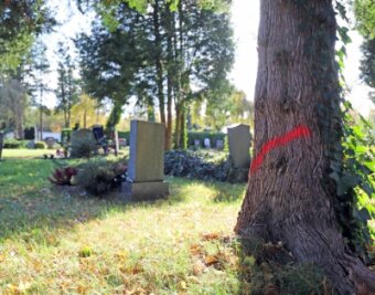 Warum am Donatsfriedhof die Säge angesetzt werden soll - Farbige Markierungen bezeichnen die Bäume, welche auf dem Donatsfriedhof in Freiberg abgeholzt werden sollen. 