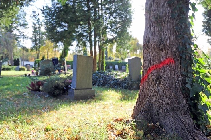 Warum am Donatsfriedhof die Säge angesetzt werden soll - Farbige Markierungen bezeichnen die Bäume, welche auf dem Donatsfriedhof in Freiberg abgeholzt werden sollen. 