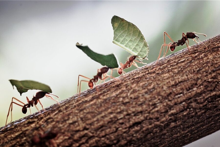 Warum Ameisen nicht im Stau stehen - Blattschneiderameisen transportieren im Zoo von Frankfurt/Main kleine Stücke von Brombeerblättern in ihren Bau - ganz ohne Stau. 