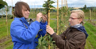Warum Apfelbäume sozial sind - Die beiden 15-jährigen Mädchen Sophie Schubert (l.) und Lisa Fuhrmann banden am Dienstag auf einer Plantage des Obstgutes Seelitz Apfelbäume fest, damit diese gerade wachsen.