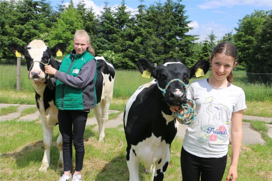 Warum auf einer Wiese im Vogtland derzeit mit Kühen trainiert wird - Azubi Celina Neumann mit Kalb Bacardi, Emilia Kaiser mit Lisbeth.