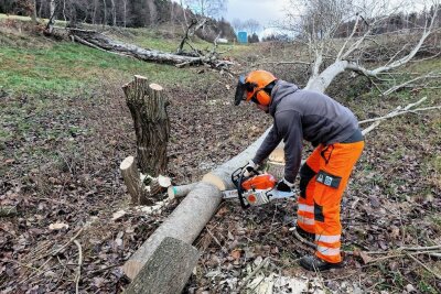 Warum ausgerechnet aus  Naturschutzgründen in Auerbach Bäume fallen - Die Fällarbeiten im Auerbacher Flächennaturdenkmal "Am Zipfel" dienen dem Erhalt der geschützten Bergwiese, einem Biotop. 