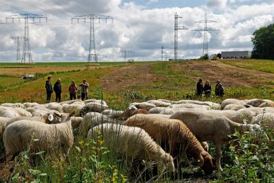 Warum bei Wüstenbrand „Schafe unter Strom“ stehen - Die „Schafe unter Strom“ fressen unter Hochspannungsleitungen zwischen Wüstenbrand und Pleißa.