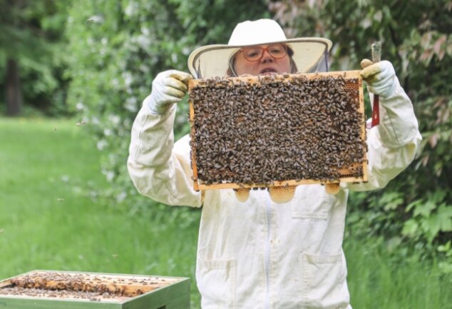 Seit einem Jahr sind Bienen auch im Garten des Hotels C/o 56 in Chemnitz heimisch. Sabine Petri, die Vorsitzende des Imkervereins, kümmert sich dort selbst um zwei Bienenstöcke. Hier kontrolliert sie eine Wabe. 