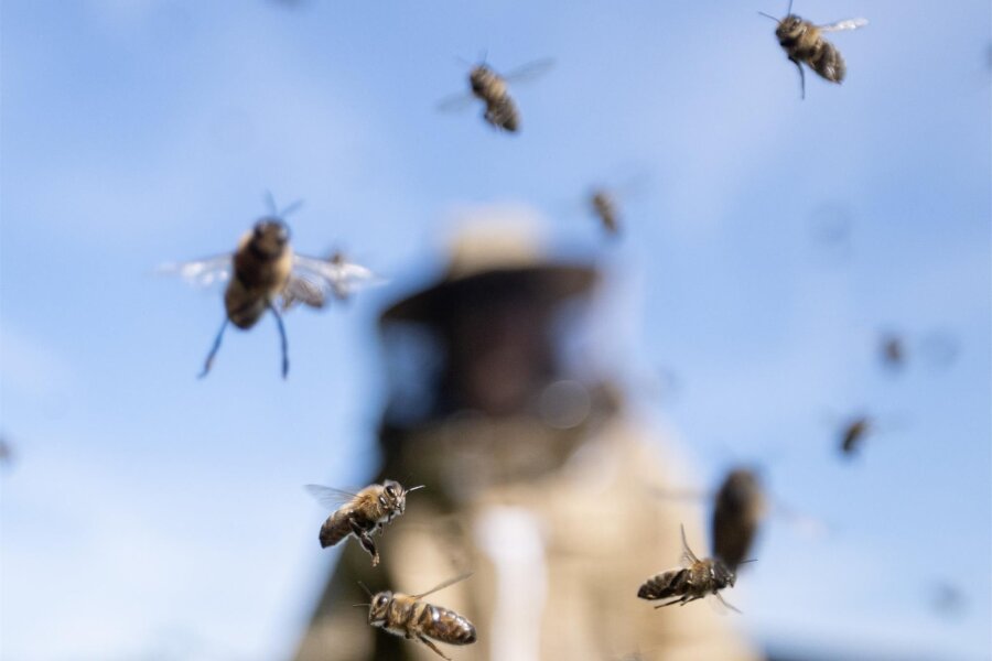 Warum das Landratsamt Vogtlandkreis Medikamente an Imker ausgibt - Mehr als 440 Bienenhalter gibt es inzwischen wieder im Vogtlandkreis.
