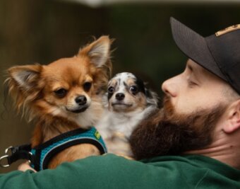 Warum das Tierheim jetzt Zuchthunde verkauft - Tierheim-Mitarbeiter Chris Wolfrum kümmerte sich intensiv um die Chihuahuas. Nun steht fest, die Hunde kehren nicht zu den ehemaligen Eigentümern zurück und dürfen vermittelt werden. 