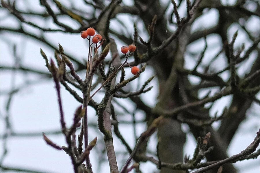 Warum der Baum des Jahres 2024 im Vogtland an Bedeutung gewinnen soll - Die Früchte des Mehlbeerbaums hängen oft noch im Winter an den Zweigen.