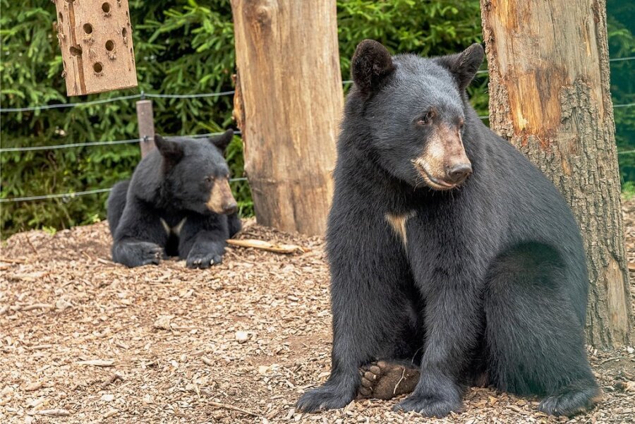 Falkensteins Tiergarten - hier die Schwarzbären - bekommt im Internet einen digitalen Rundgang. Die Texte, Töne und Fotos machen die Einrichtung für Menschen mit Behinderung besser zugänglich.