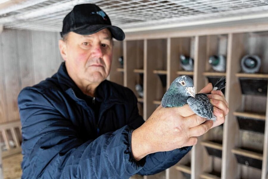 Warum der Umzug von Tauben von Grünbach nach Kanada ein Jahr gedauert hat - Der Grünbacher Taubenzüchter Kurt Buchheim mit seiner erfolgreichsten Taube.