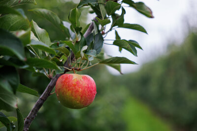 Warum die Absage der Apfelbaumparade eine neue Frage aufwirft - Sieht harmlos aus, hat im Zuge des Kulturhauptstadtjahres aber ganz schöne Sprengkraft entwickelt: der Apfel.   