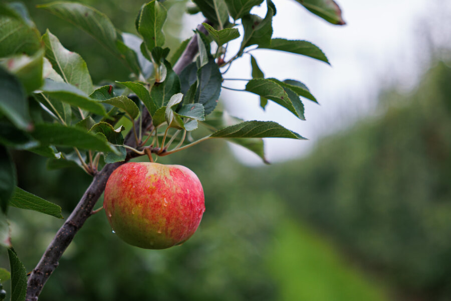 Warum die Absage der Apfelbaumparade eine neue Frage aufwirft - Sieht harmlos aus, hat im Zuge des Kulturhauptstadtjahres aber ganz schöne Sprengkraft entwickelt: der Apfel.   