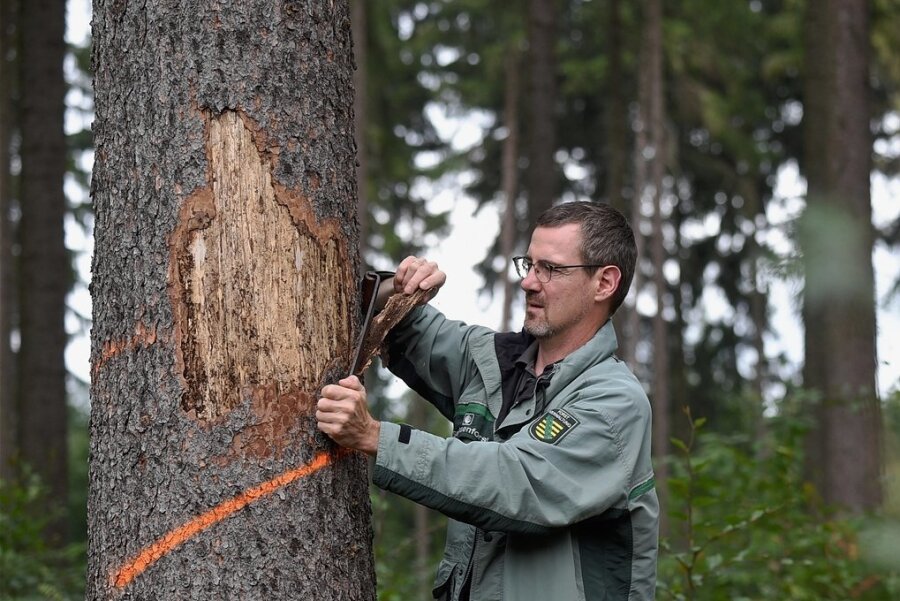Warum die Brandgefahr in Chemnitzer Wäldern geringer ist - Revierförster Ullrich Göthel an einem Baum, der von Borkenkäfern geschädigt wurde. Stirbt der Baum, wird er in den Chemnitzer Wäldern oft zeitnah entfernt, es gibt deshalb nur wenige Totholzflächen. 