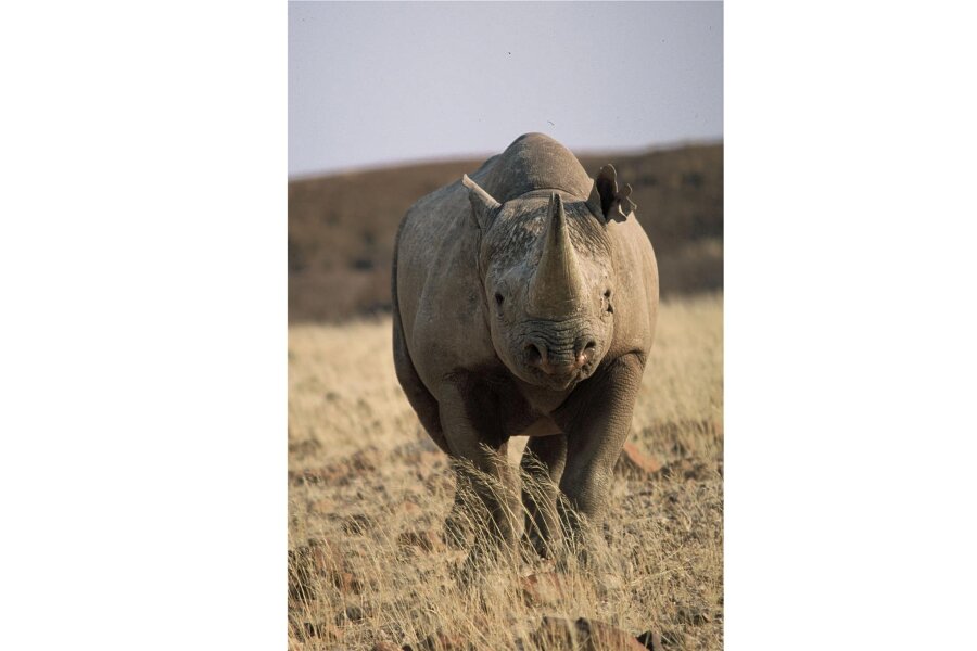 Warum die Größe doch entscheidend ist: Rhinozeros im Rückwärtsgang - Spitzmaulnashörner haben bei der Größe ihrer Hörner in Relation zur Körpermasse in den vergangenen 130 Jahren mehr als acht Prozent eingebüßt. 
