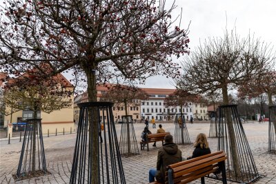 Warum die Innenstadt von Freiberg grüner werden soll - Bei der Sanierung des Schlossplatzes in Freiberg sind auch Bäume gepflanzt worden. Die Stadtverwaltung will mehr Grün in das Zentrum bringen. Davon sollen Einwohner, Gäste und letztlich auch Gewerbetreibende profitieren.