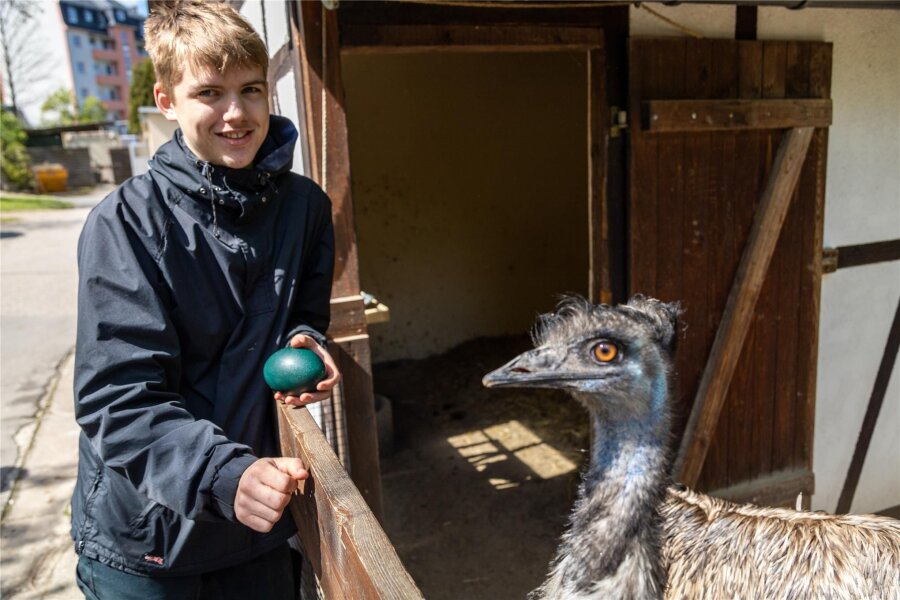 Warum ein 18-Jähriger als Ersatz-Papa für schräge Vögel aus dem Auer Zoo der Minis einspringt - Enno Faber absolviert seinen Bundesfreiwilligendienst im Tierpark Aue. Für ihn sind die Emus „coole Vögel“. Für den Bundesfreiwilligendienst sucht der Tierpark jederzeit neue Interessenten.