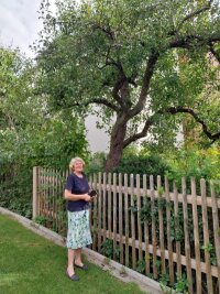 Warum ein alter Birnenbaum in Radebeul eine Sensation ist - Ist spektakulärer, als er aussieht: Der Birnbaum von Karla Pfau in Radebeul. Er stand da schon 1914.