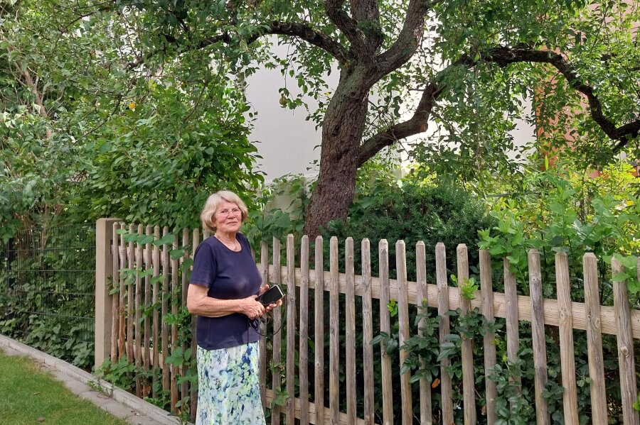 Warum ein alter Birnenbaum in Radebeul eine Sensation ist - Ist spektakulärer, als er aussieht: Der Birnbaum von Karla Pfau in Radebeul. Er stand da schon 1914.