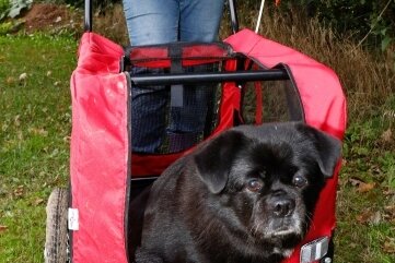 Warum ein Hund im Tierheim Langenberg mit einem Buggy gefahren wird - Tierheimchefin Jana Berger mit Hundedame Elli, die wegen ihres Übergewichts gegenwärtig nicht sehr bewegungsfreudig ist.