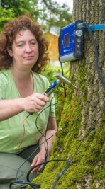 Warum eine Baumdoktorin Menschenleben retten kann - Christiane Müller untersucht einen alten Baum mit einem Schalltomographen. 