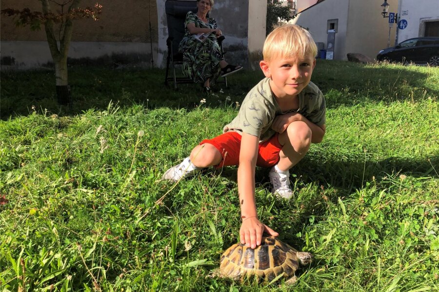 Warum eine griechische Landschildkröte in Freiberg durch die Altstadt spaziert - Der achtjährige Joris hat sich schnell mit Sweety angefreundet.
