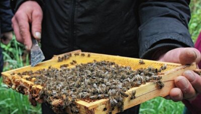 Warum eine österreichische Biene der Favorit bei Vogtland-Imkern ist - Wegen des kühlen Wetters am Wochenende waren die Bienen wenig in Fluglaune. 