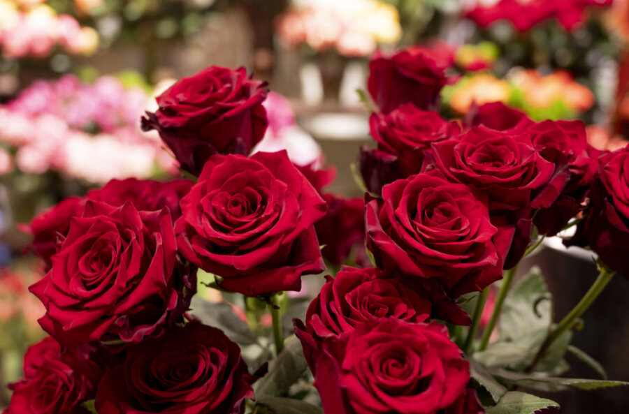 Gibt es im Blumenladen von Sylvia Eichelkraut nicht: rote Rosen.