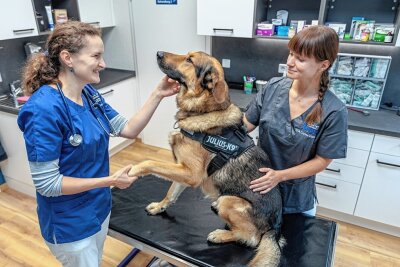 Warum Hunde und Katzen in Ellefeld nicht gemeinsam auf den Arzt warten - Katja Raabe stammt aus Ellefeld und hat in ihrem Heimatort eine eigene Tierarztpraxis eröffnet. Bei der Behandlung von Schäferhund-Mischling Rocco ist TFA Corina Völkel an ihrer Seite.