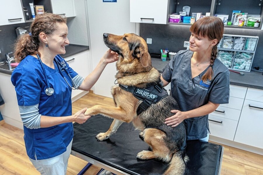 Katja Raabe stammt aus Ellefeld und hat in ihrem Heimatort eine eigene Tierarztpraxis eröffnet. Bei der Behandlung von Schäferhund-Mischling Rocco ist TFA Corina Völkel an ihrer Seite.