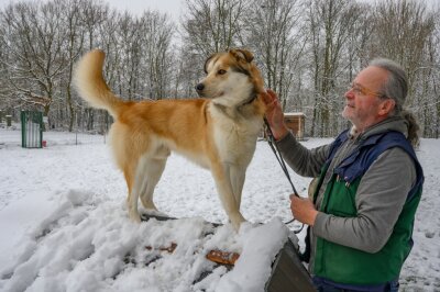 Warum im Chemnitzer Tierheim immer mehr Problemhunde landen - Tierheimleiter Jens von Lienen mit Hund Yuki, einem Husky-Malinois-Mischling. Er wurde mehrfach bei Ebay herumgereicht und schließlich unter falschem Vorwand im Tierheim abgegeben.