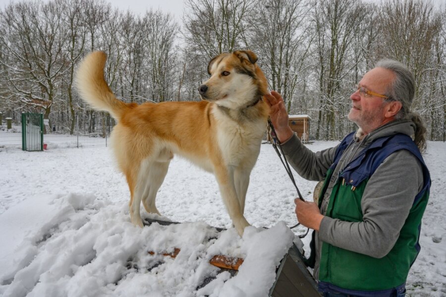 Warum im Chemnitzer Tierheim immer mehr Problemhunde landen - Tierheimleiter Jens von Lienen mit Hund Yuki, einem Husky-Malinois-Mischling. Er wurde mehrfach bei Ebay herumgereicht und schließlich unter falschem Vorwand im Tierheim abgegeben.