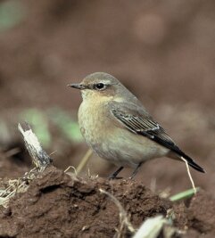 Warum im Naturschutzgebiet Kies abgebaut werden darf - Entdeckt wurde erstmals der Vogel Steinschmätzer. 